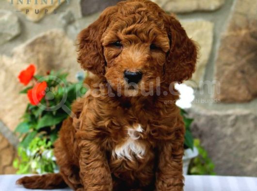 Tooy Poodle Cinsi Yavrular Dişi Erkek Mevcuttur  görsel