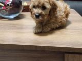 Şahane Maltipoo Yavruları