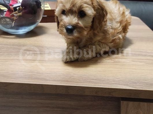 Şahane Maltipoo Yavruları görsel