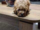 Şahane Maltipoo Yavruları
