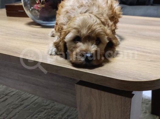 Şahane Maltipoo Yavruları görsel