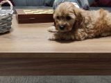 Şahane Maltipoo Yavruları