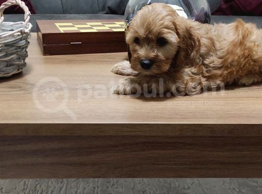 Şahane Maltipoo Yavruları