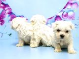MALTESE TERRİER YAVRUSU