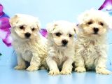 Maltese Terri̇er Yavrusu