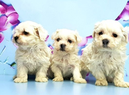 Maltese Terri̇er Yavrusu görsel