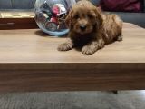 Şahane Maltipoo Yavruları