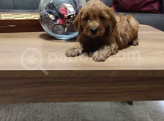 Şahane Maltipoo Yavruları görsel