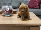 Şahane Maltipoo Yavruları