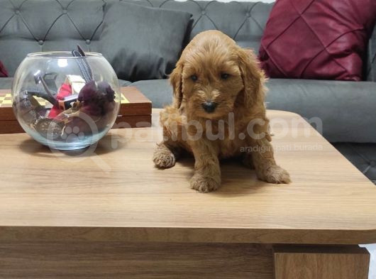 Şahane Maltipoo Yavruları görsel