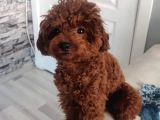 Orjinal Toy Poodle