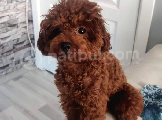Orjinal Toy Poodle görsel