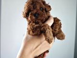 Orjinal Toy Poodle