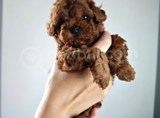 Orjinal Toy Poodle görsel
