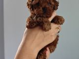Orjinal Toy Poodle