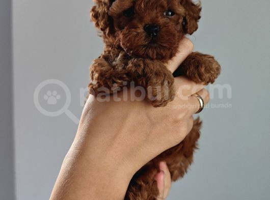Orjinal Toy Poodle görsel