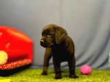 Harika Labrador Retriever Yavrularımız