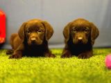 Harika Labrador Retriever Yavrularımız