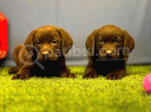Harika Labrador Retriever Yavrularımız görsel