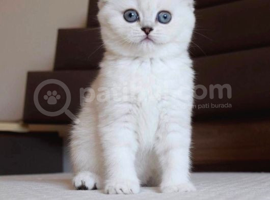 Mavi Gözlü Ve Yeşil Gözlü Scottish Fold Ve British Shorthair