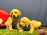 Harika Labrador Retriever Yavrularımız