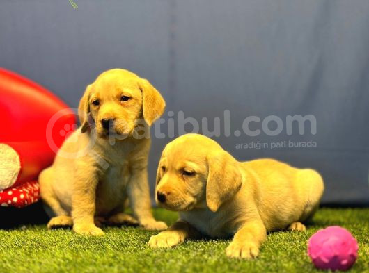 Harika Labrador Retriever Yavrularımız görsel