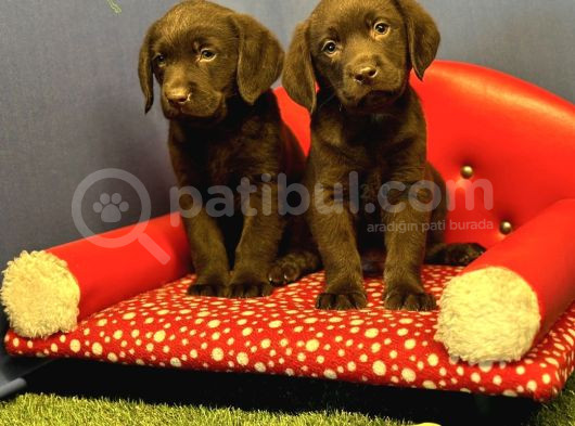 Harika Labrador Retriever Yavrularımız