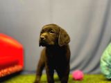 Harika Labrador Retriever Yavrularımız