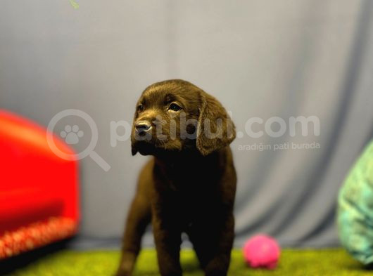 Harika Labrador Retriever Yavrularımız görsel