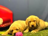 Harika Labrador Retriever Yavrularımız