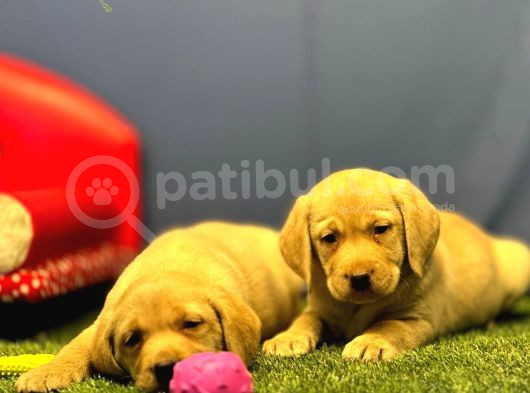 Harika Labrador Retriever Yavrularımız görsel