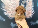 Kg Sağlık Irk Garantili  Toy Poodle Bebeklerimiz