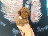 Kg sağlık ırk garantili  toy poodle bebeklerimiz
