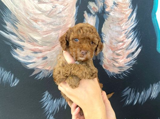 Kg sağlık ırk garantili  toy poodle bebeklerimiz