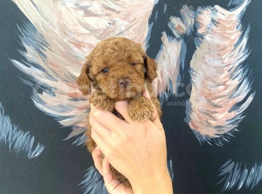 Kg Sağlık Irk Garantili  Toy Poodle Bebeklerimiz görsel
