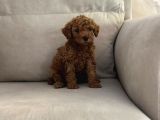 Show Kalite Irk Kg Sağlık Garantili Toy Poodle Bebeklerimiz
