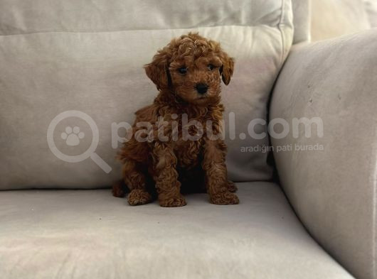 Show Kalite Irk Kg Sağlık Garantili Toy Poodle Bebeklerimiz görsel