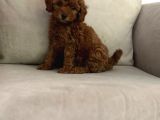 Show Kalite Irk Kg Sağlık Garantili Toy Poodle Bebeklerimiz