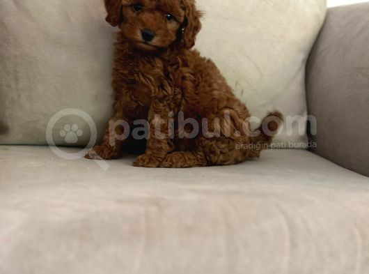 Show Kalite Irk Kg Sağlık Garantili Toy Poodle Bebeklerimiz görsel