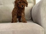 Show Kalite Irk Kg Sağlık Garantili Toy Poodle Bebeklerimiz
