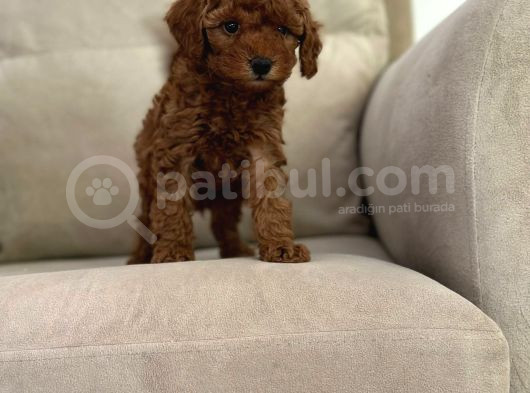 Show Kalite Irk Kg Sağlık Garantili Toy Poodle Bebeklerimiz görsel
