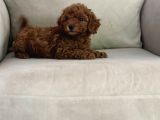 Show kalite ırk kg sağlık garantili toy poodle bebeklerimiz