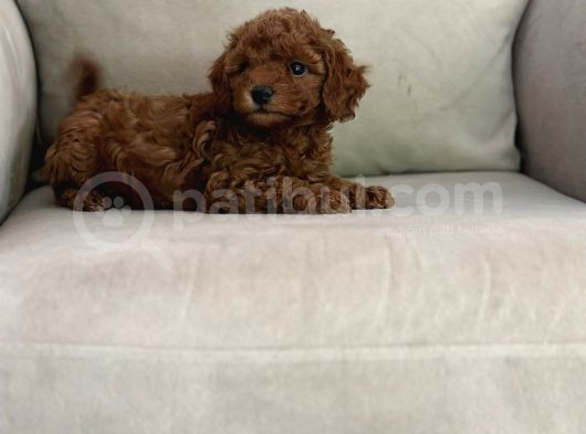Show kalite ırk kg sağlık garantili toy poodle bebeklerimiz