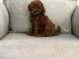 Show Kalite Irk Kg Sağlık Garantili Toy Poodle Bebeklerimiz