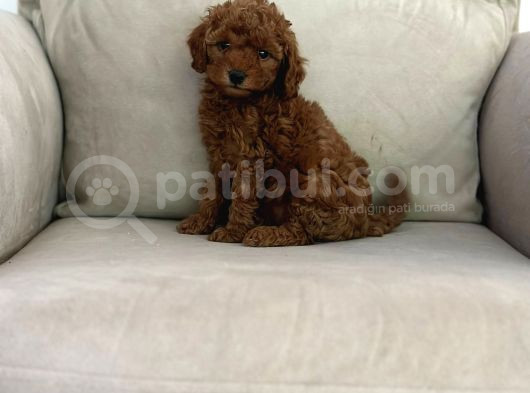 Show Kalite Irk Kg Sağlık Garantili Toy Poodle Bebeklerimiz görsel