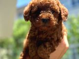 Tatlılık abidesi toy poodle bebeklerim 