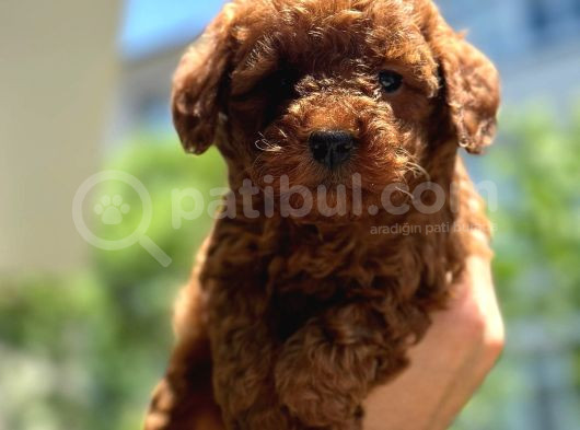 Tatlılık abidesi toy poodle bebeklerim 