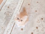 Safkan Şecereli İran Bebekler