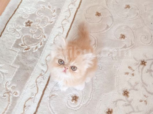 Safkan Şecereli İran Bebekler görsel