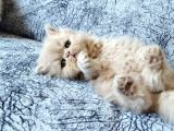 Safkan Sağlıklı İran Bebekler